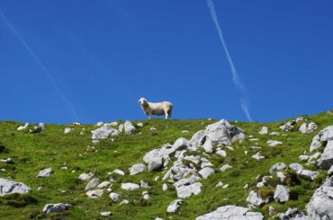 Begunjščica, sheep at the summit. Photo Zdravko Rajko., 2019