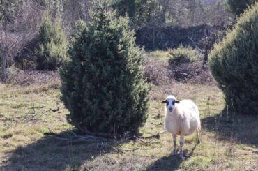 Cres, Slow Things to Do. the sheep. Photo credit R. Zdravko