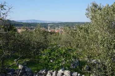 Hvar, Mediterranean olive tree. Photo credit Zdravko R.